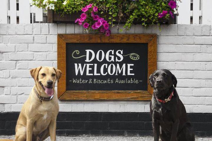 Dog-Friendly Homes